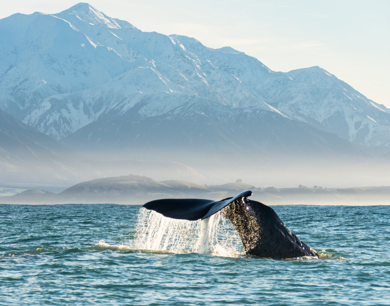 131245 whale watching in kaikoura web 1920px